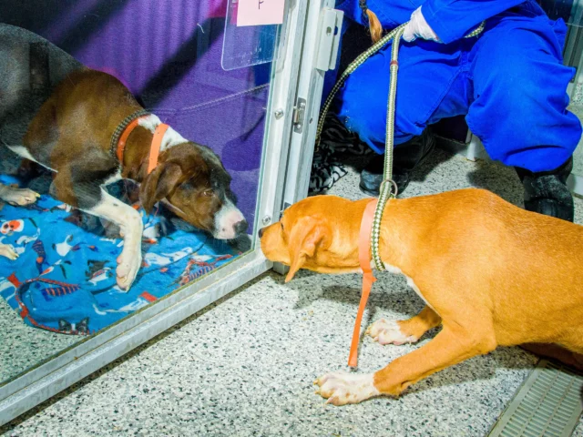 1655174225 994 como america se movio y salvo a millones de perros. Webp