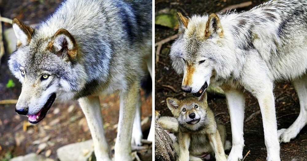 1655433751 227 hombre salva a un lobo moribundo y a sus cachorros