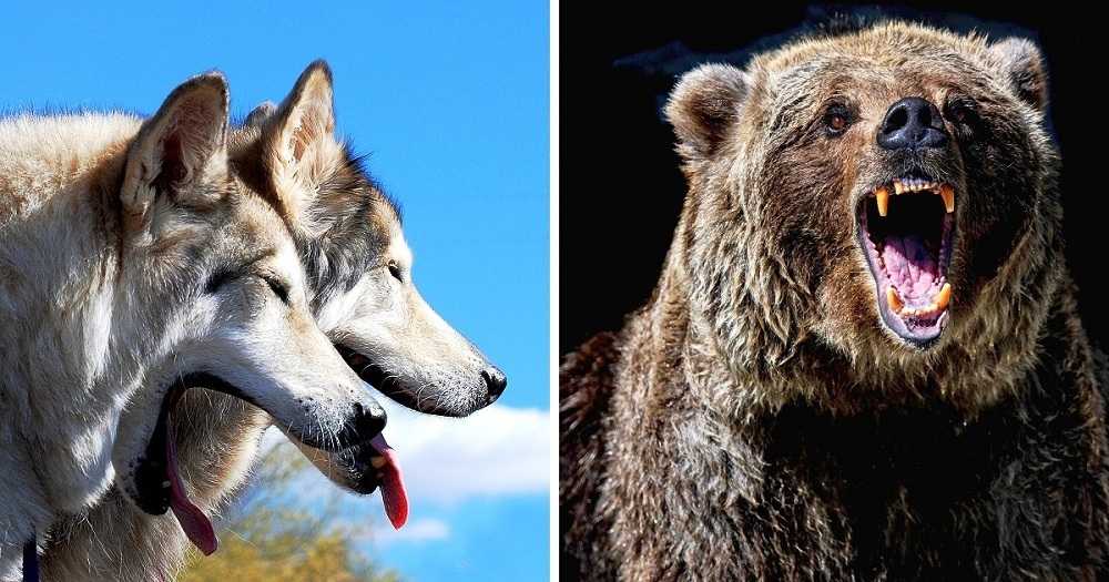 1655433752 78 hombre salva a un lobo moribundo y a sus cachorros