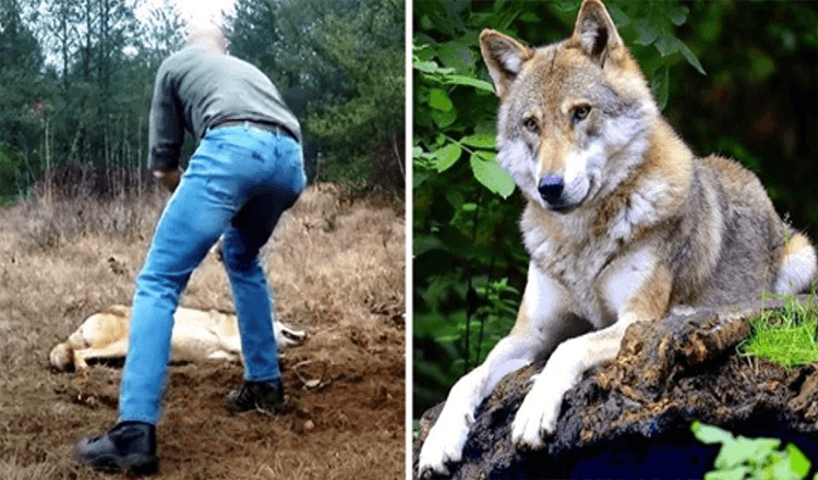 1655433752 hombre salva a un lobo moribundo y a sus cachorros