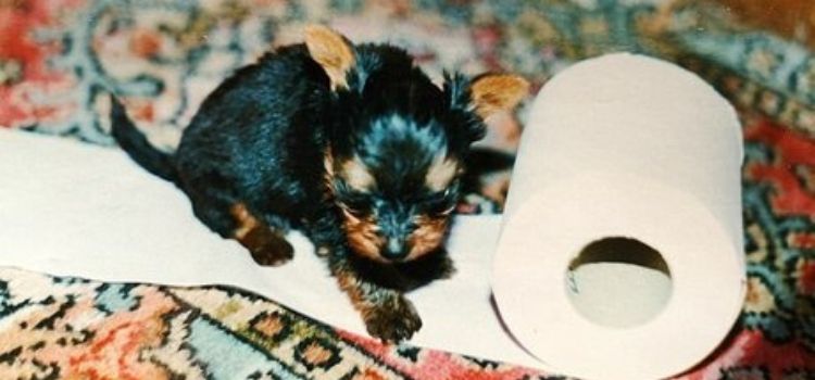 1655434520 57 estos yorkshire terriers tienen 26 anos y pueden ser los