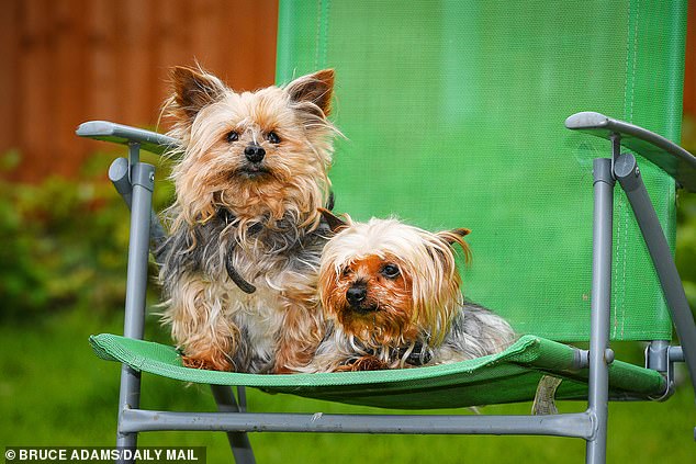 1655434520 836 estos yorkshire terriers tienen 26 anos y pueden ser los