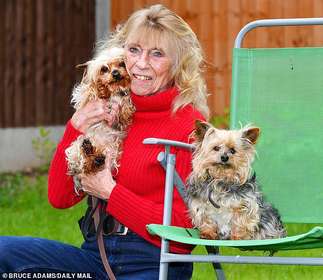 1655434520 846 estos yorkshire terriers tienen 26 anos y pueden ser los