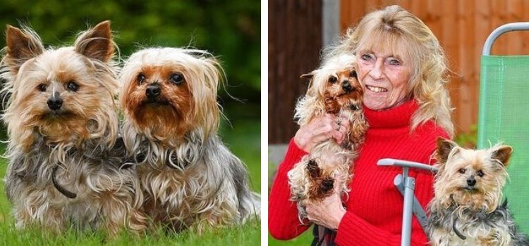 1655434520 estos yorkshire terriers tienen 26 anos y pueden ser los