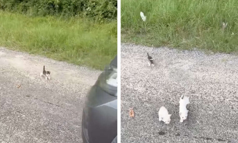 1655521010 un hombre se detiene a rescatar a un gatito en