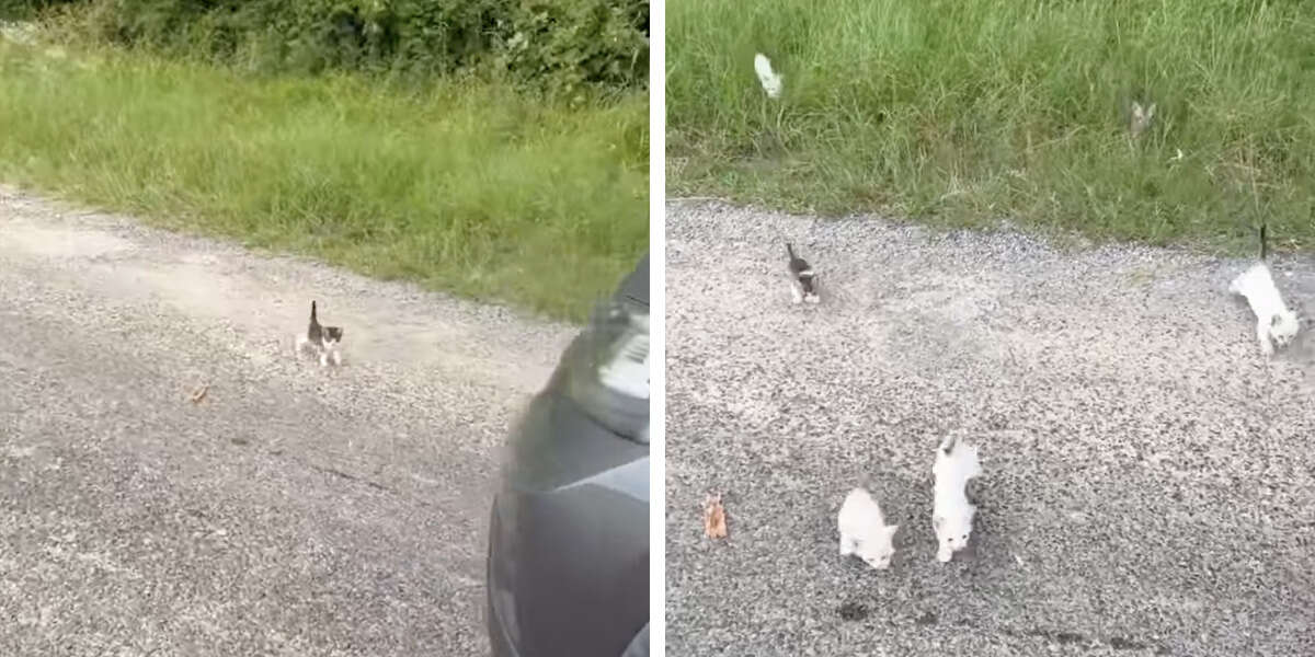 1655521010 Un hombre se detiene a rescatar a un gatito en