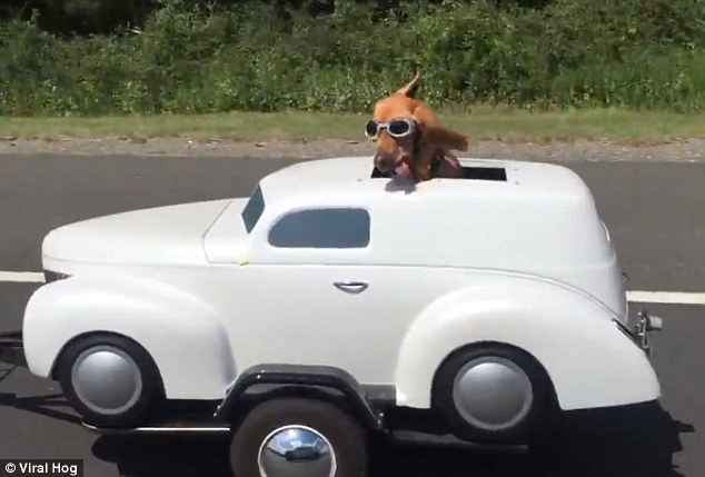 1655607455 884 motociclista lleva a su perro a pasear en un impresionante