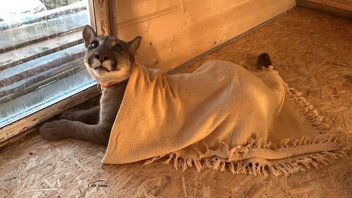 1655866354 618 el puma rescatado no puede ser liberado en la naturaleza