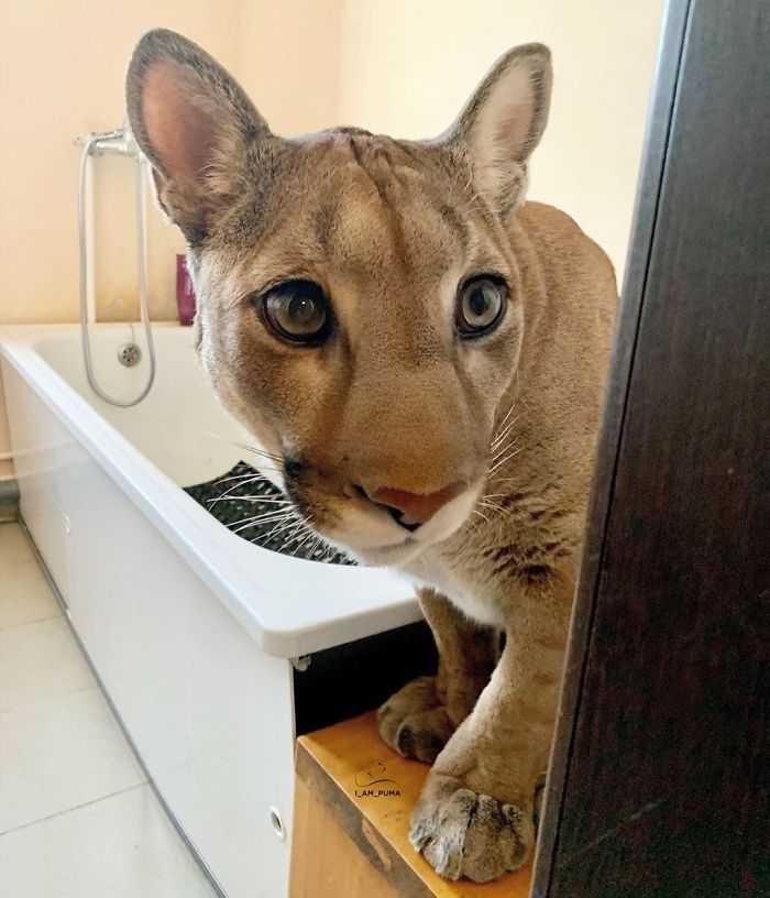 1655866355 694 el puma rescatado no puede ser liberado en la naturaleza