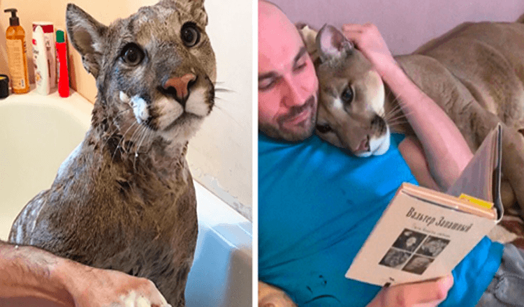 1655866359 el puma rescatado no puede ser liberado en la naturaleza