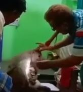 1656212804 973 una macaca salvaje acude a la consulta del medico en