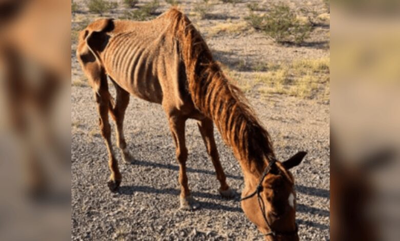 Caballo de carreras demacrado abandonado en el desierto y rescatado