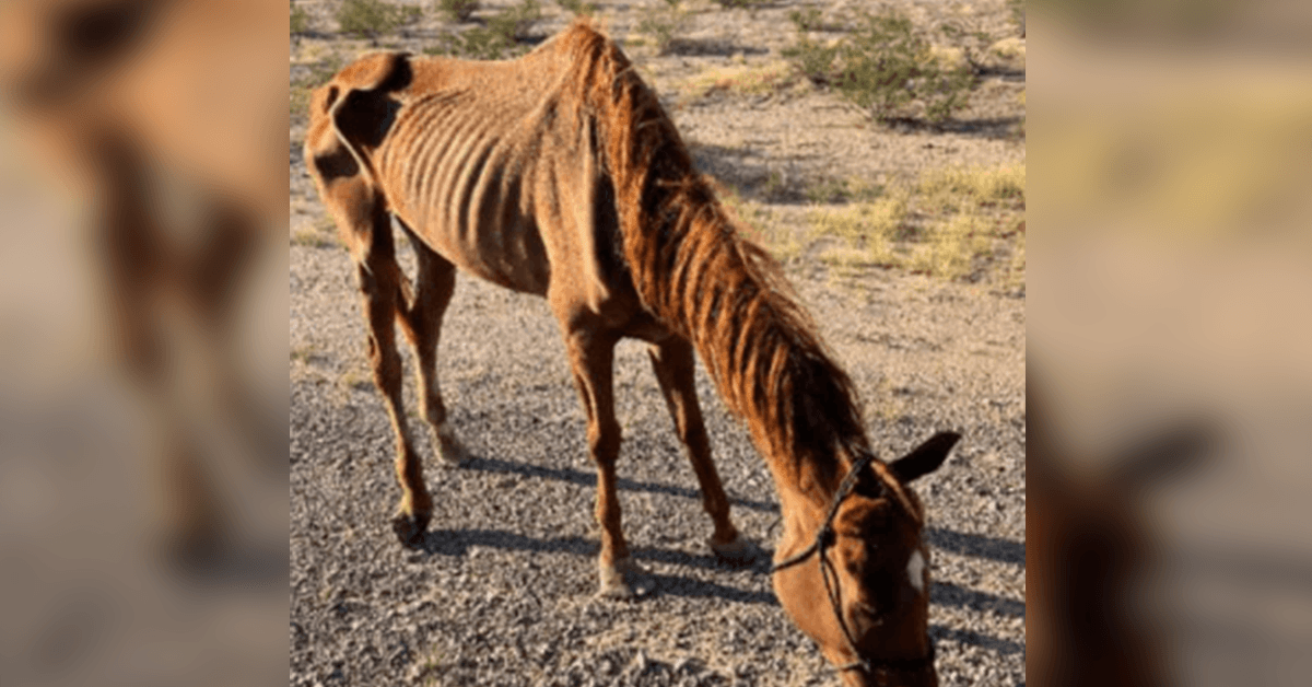 Caballo de carreras demacrado abandonado en el desierto y rescatado