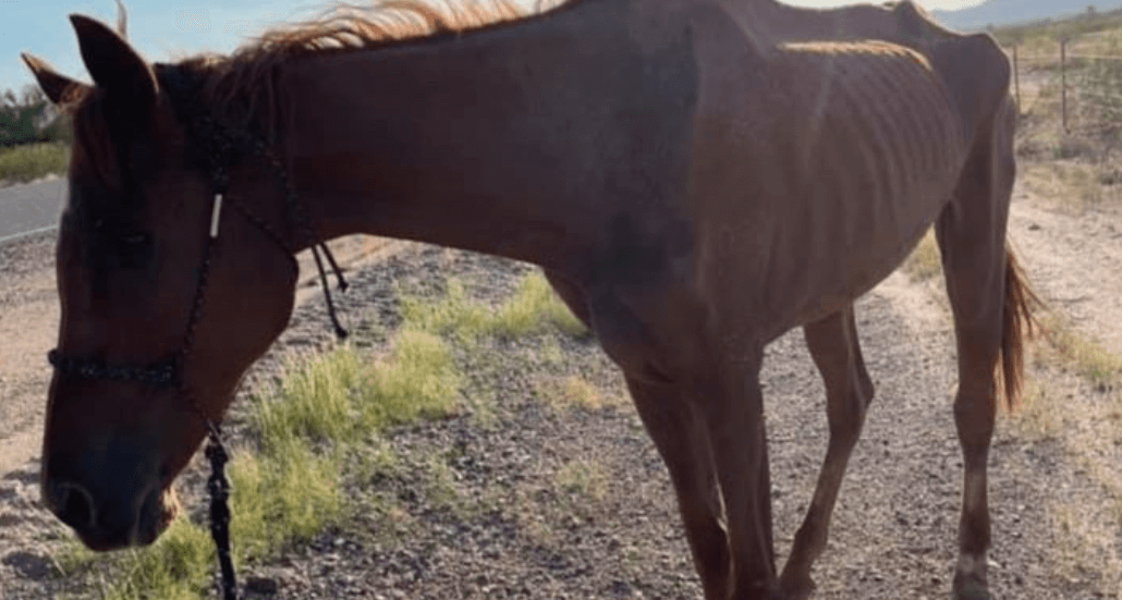 Caballo de carreras demacrado abandonado en el desierto y rescatado