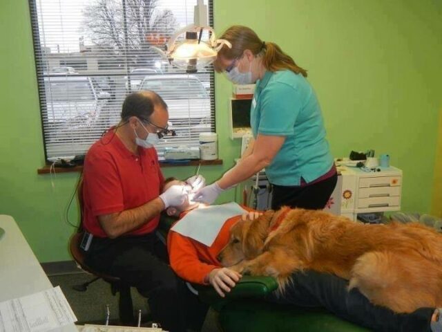 Carolina del norte regula los perros en la odontologia