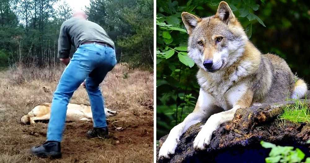 Hombre salva a un lobo moribundo y a sus cachorros