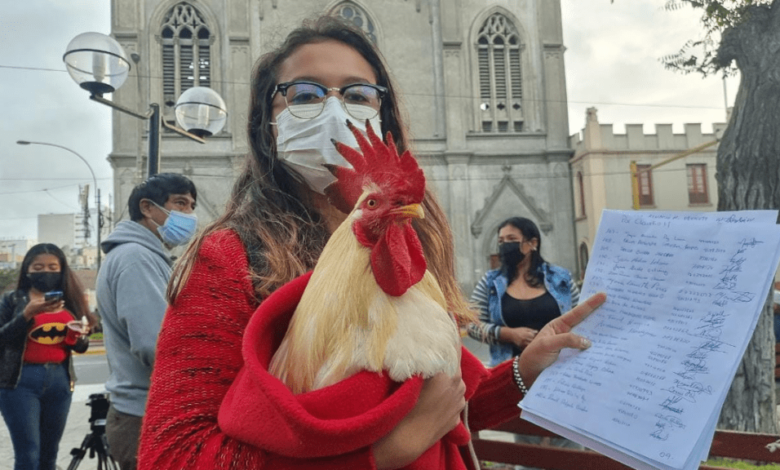 Joven recolecta firmas para poder quedarse con su gallo adoptivo