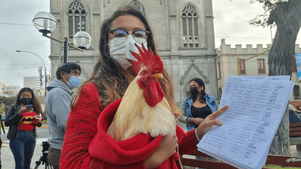 Joven recolecta firmas para poder quedarse con su gallo adoptivo