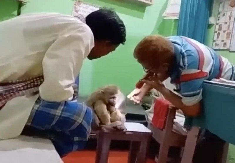 Una macaca salvaje acude a la consulta del medico en