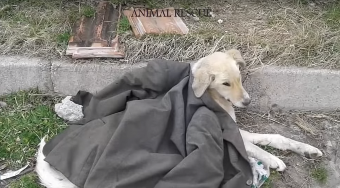 1656730977 80 gato callejero paralizado con cuerpo retorcido yace en la calle