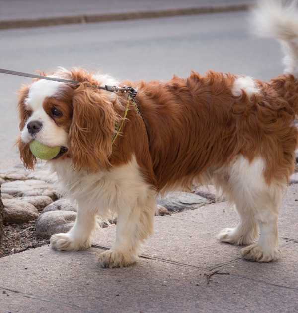 1657338102 104 pequeno spaniel de 93 anos desaparecido durante 2 dias luego