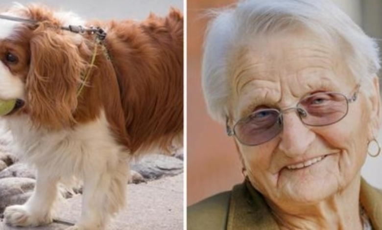 1657338104 pequeno spaniel de 93 anos desaparecido durante 2 dias luego