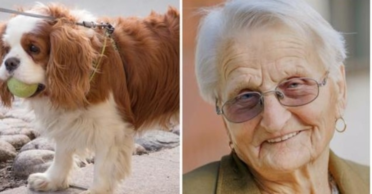 1657338104 Pequeno spaniel de 93 anos desaparecido durante 2 dias luego