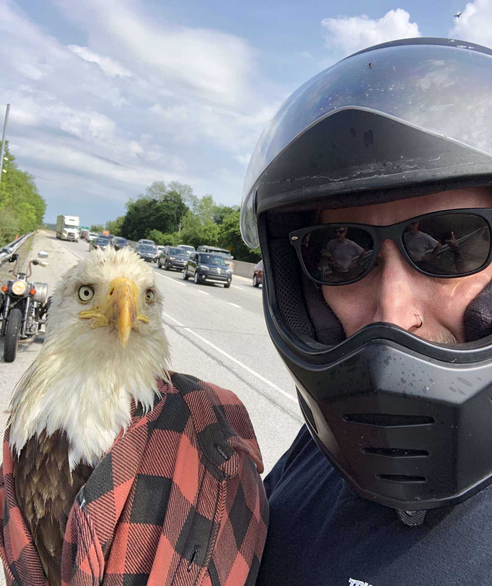 1657684158 279 hombre ve un aguila calva atrapada en el trafico y