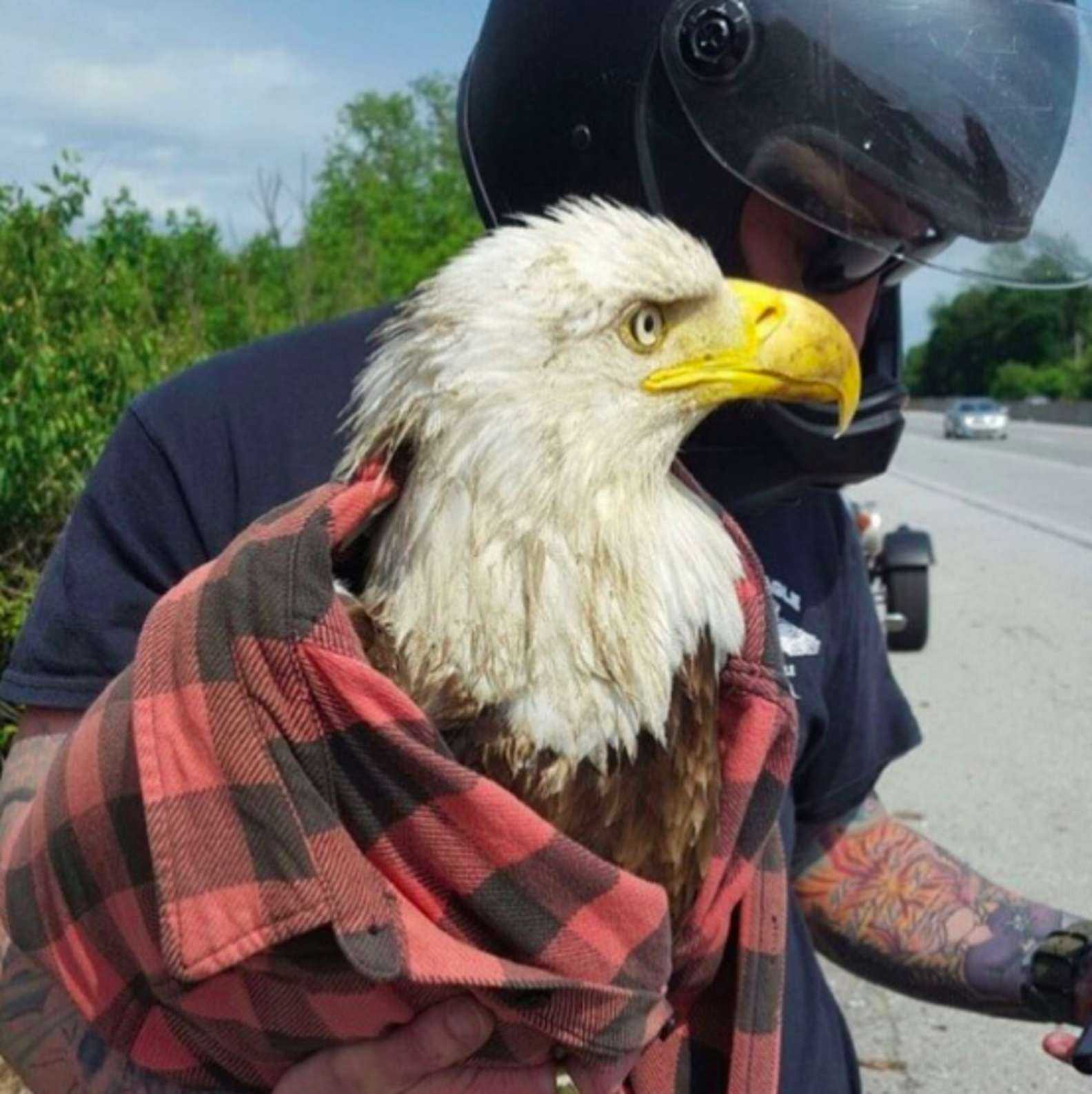 1657684159 822 hombre ve un aguila calva atrapada en el trafico y