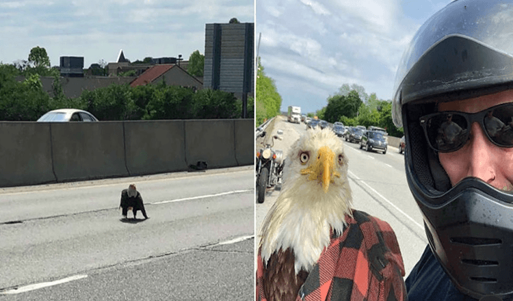 1657684160 hombre ve un aguila calva atrapada en el trafico y