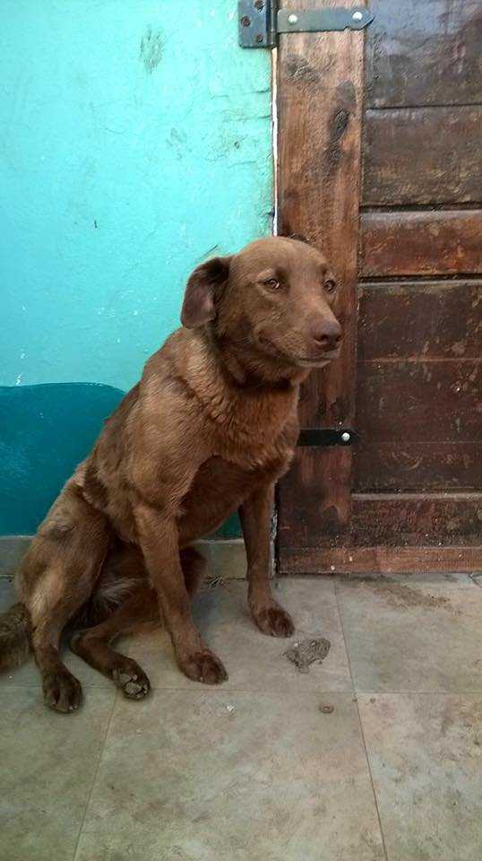 1658376202 698 perro deprimido estuvo solo en un refugio durante 2 anos