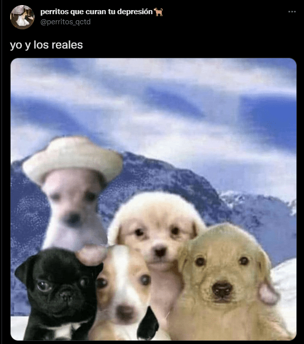 1658550362 131 los mejores memes del dia mundial del perro