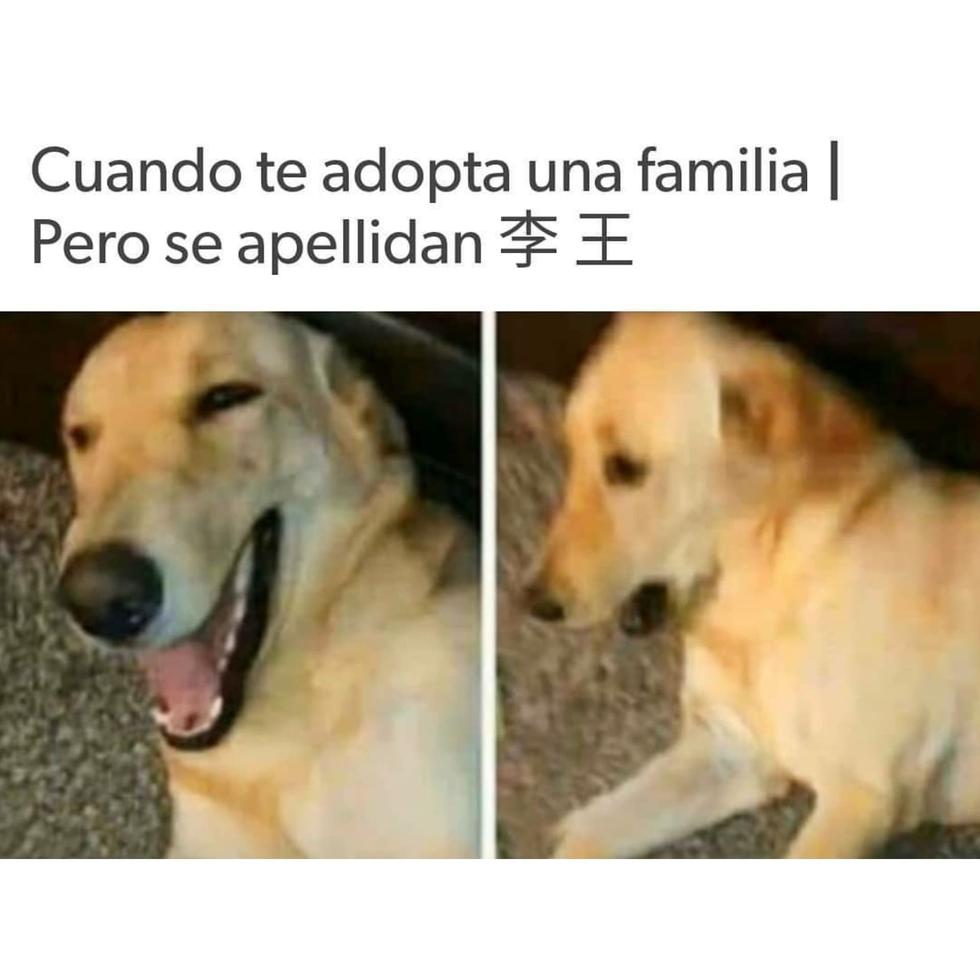 1658550362 274 los mejores memes del dia mundial del perro