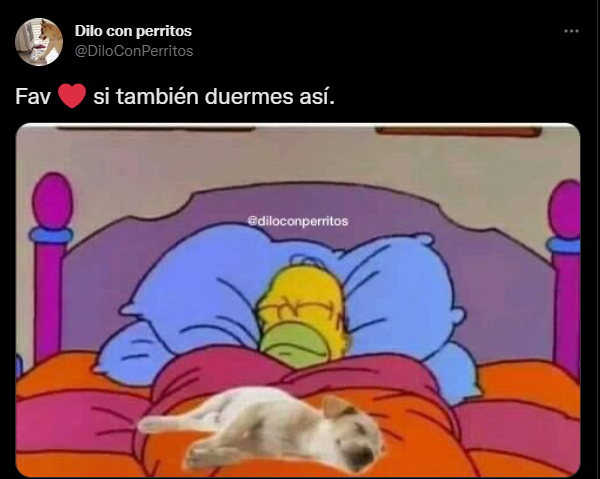 1658550362 407 los mejores memes del dia mundial del perro