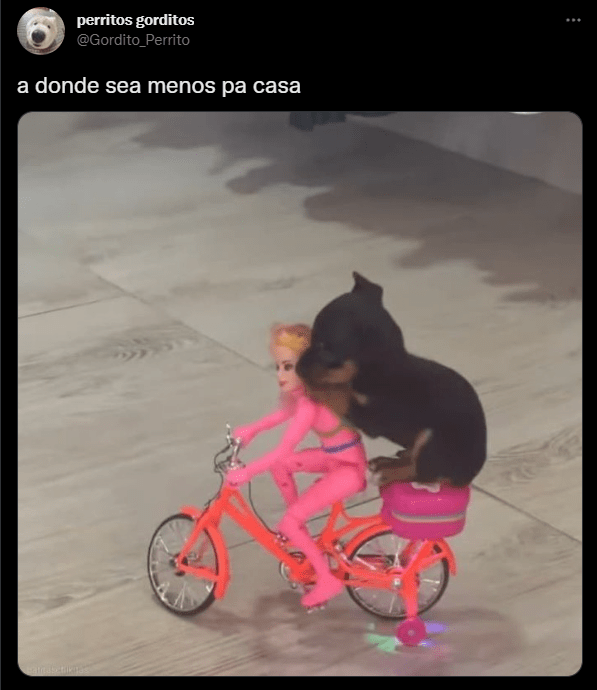 1658550362 470 los mejores memes del dia mundial del perro