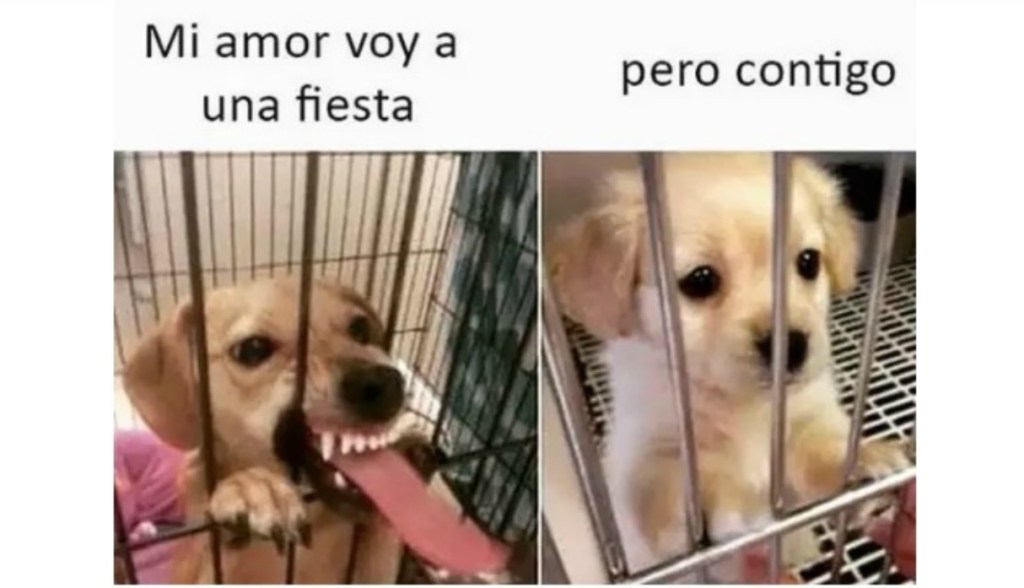 1658550362 619 los mejores memes del dia mundial del perro