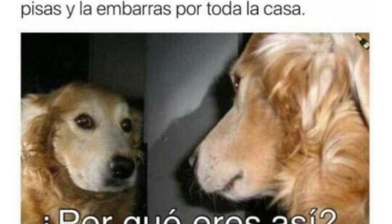 1658550362 65 los mejores memes del dia mundial del perro