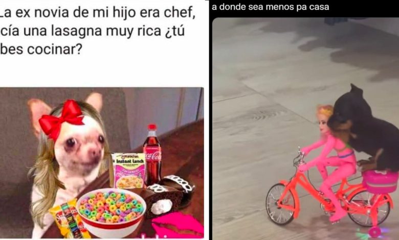 1658550363 los mejores memes del dia mundial del perro