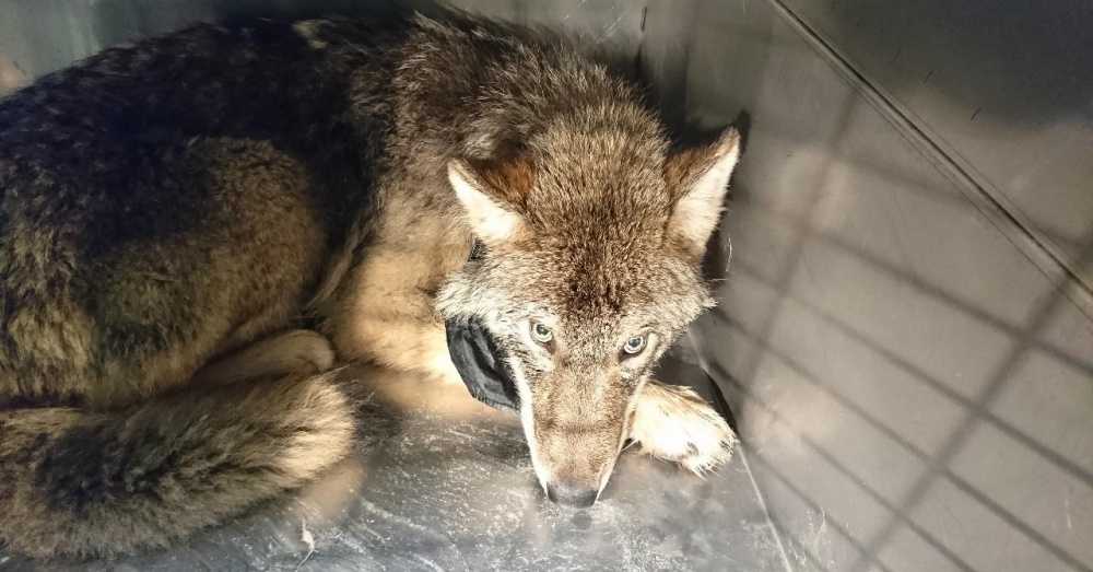 1658808461 250 hombres salvan a lobo confundido con un perro de ahogarse