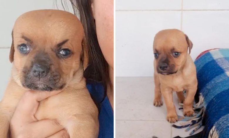 1659242498 chupete el cachorro que nadie quiere adoptar por el tamano