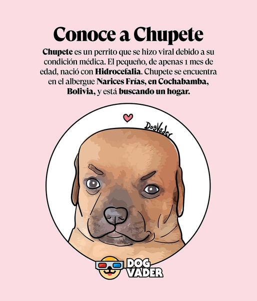 Puede ser una caricatura de un perro y un texto que diga "conoce a chupete chupete es un cachorro que se volvió viral por su estado de salud. El pequeño, de apenas 1 mes, nació con hidrocefalia. Chupete está en el refugio de animales narices frías en cochabamba, bolivia, buscando un hogar. Doslaler perro vader"