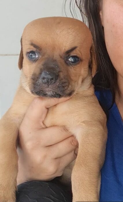 Chupete el cachorro que nadie quiere adoptar por el tamano