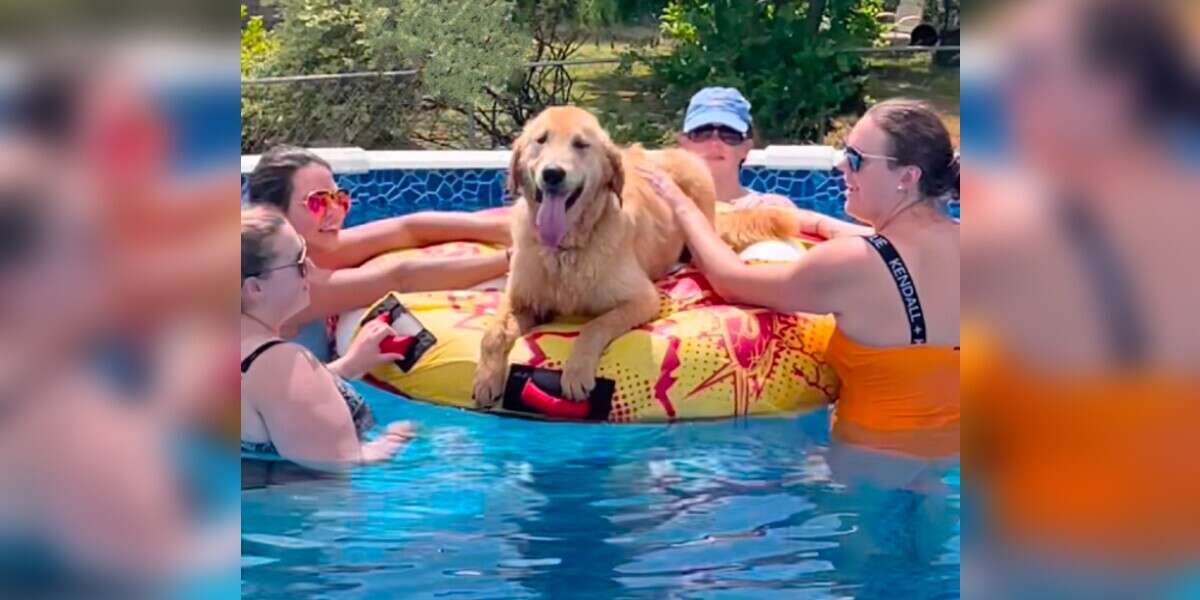 El perro se encuentra en una fiesta en la piscina