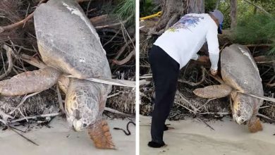 Hombre encuentra tortuga marina cautiva casi sin vida y la
