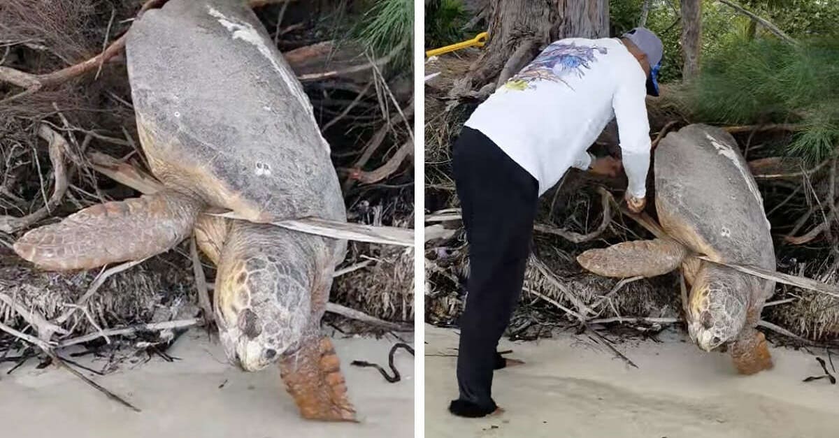 Hombre encuentra tortuga marina cautiva casi sin vida y la