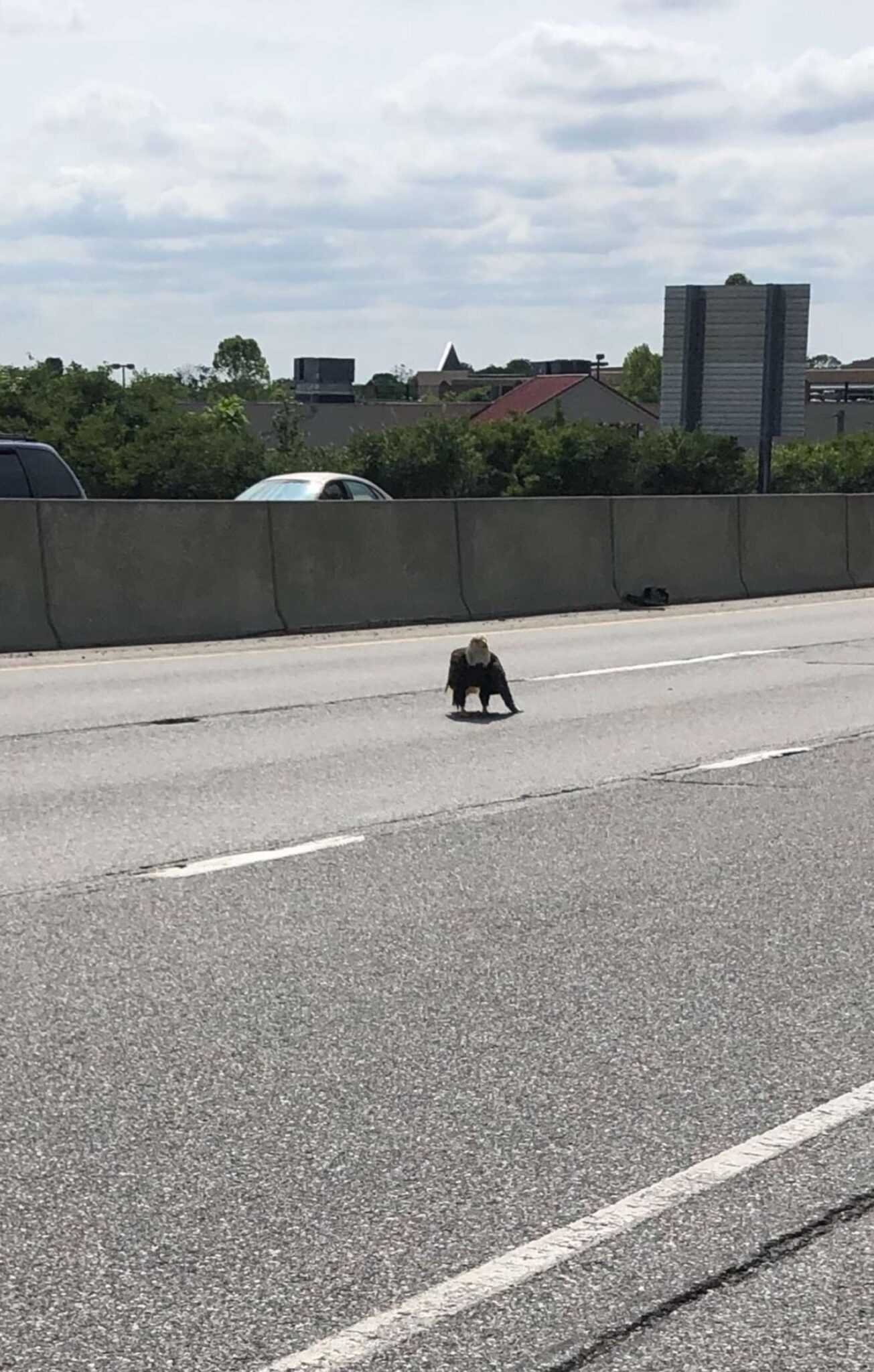 Hombre ve un aguila calva atrapada en el trafico y