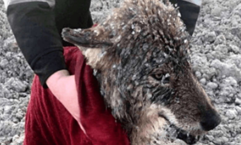 Hombres salvan a lobo confundido con un perro de ahogarse