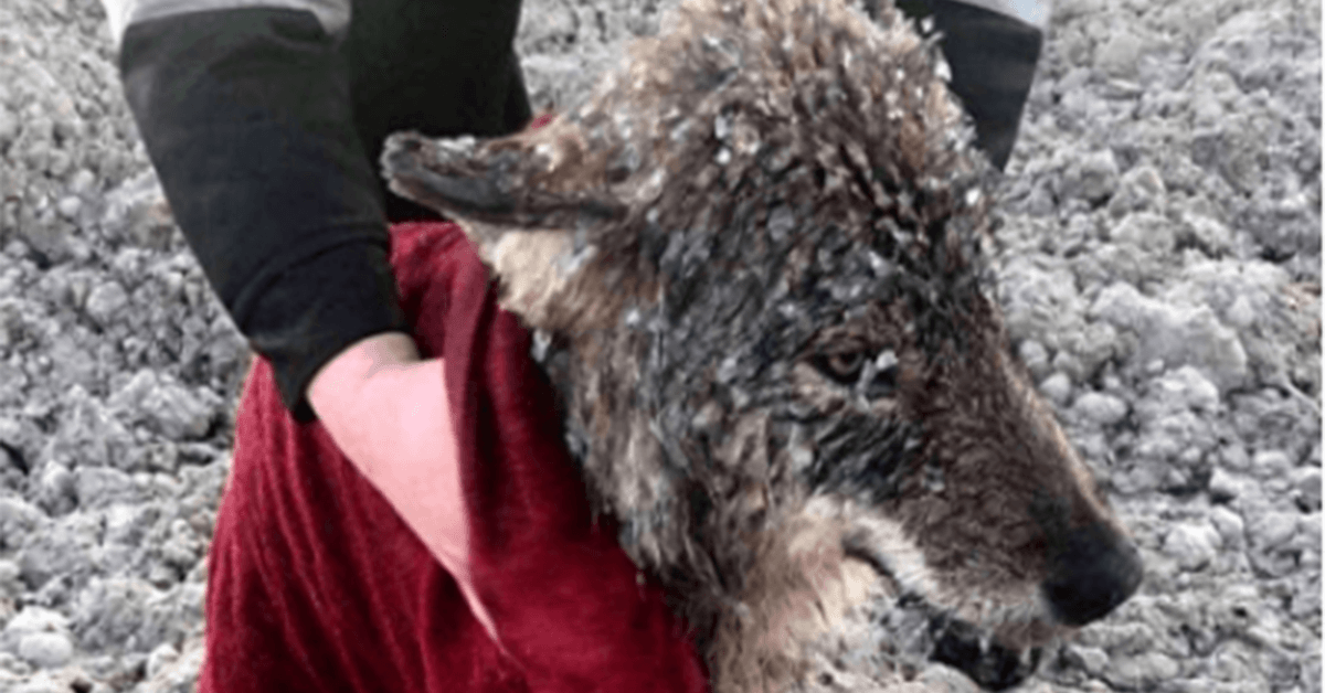 Hombres salvan a Lobo confundido con un perro de ahogarse