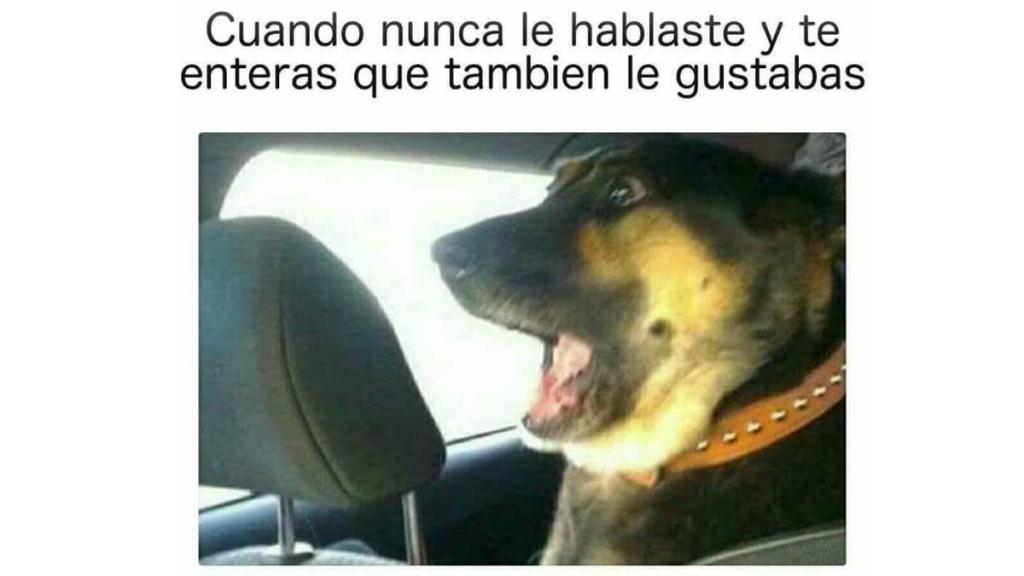 Los mejores memes del dia mundial del perro