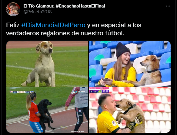 Los mejores memes del dia mundial del perro